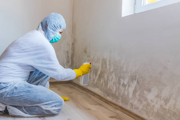 Licensed Attic Mold Remediation service in Garrett, TX - Car Mold Remediation
