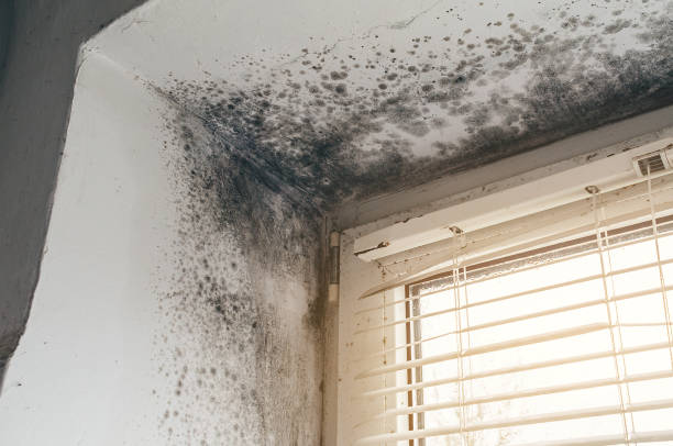 Affordable Attic Mold Remediation solutions in Garrett, TX