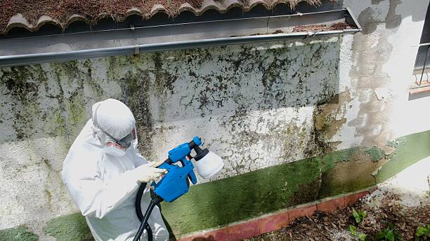 Top rated local Attic Mold Remediation specialists in Garrett, TX